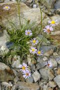 Aster alpigenus var. haydenii